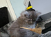 3 stunning persian kittens