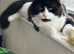 X 2 Cats for Rehoming Male & Female Couple