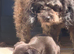Chihuahua x toy poodle for 5* homes
