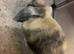 Harlequin mini lop