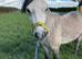 Registered Welsh Section A Gelding
