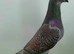Rubella spread racing pigeons
