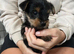 Yorkshire terrier puppies