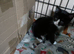 2 black and white kittens