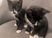 four beautiful kittens