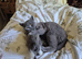 2 beautiful bsh kittens