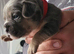 Frenchie cross Jack Russell pups for sale