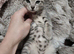 Bengal kittens.