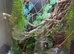Vivarium setup
