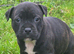 Staffie puppies for sale