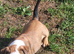 Beautiful old tyme English Bulldog pup