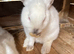 12weeks Old California rabbits