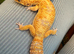 Leopard gecko