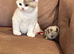 British Shorthair Kittens for sale