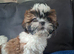 Shih-Tzu puppies.