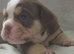 Stunning DWKC Registered English Bulldog Puppies last 2 girls