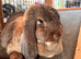 French lop