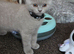 Ready now, gccf Active British Shorthair blue and lilac