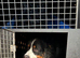 Pet Transport DEFRA licensed Devon Cornwall Somerset