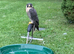 Peregrine Falcon