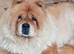 Beautiful girl chow