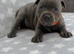 Kc registered blue Staffordshire bull terrier puppies