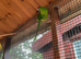 Two dark green pied Kakariki males