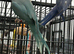 Stunning Various Baby Indian Ringnecks
