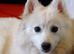 Beautiful German spitz