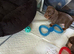 4 stunning miniature dachshund puppies