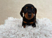 6 Dachshund Boys  available