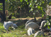 Guinea fowl keets looking for new homes
