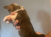 READY NOW! Beautiful Pembroke Welsh Corgi Puppies – Ready Soon
