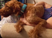Lovable crazy labradoodle