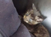 2 boy kittens