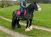 12.3hh cob mare 12 yrs. happy hacker