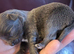 Blue chihuahua long haired puppy-Male