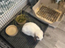 Mini lop rabbit