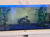 Juwel aquarium 4ft fish tank and 5 fancy goldfish