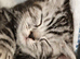 Beautiful GCCF silver and black tabbies.