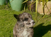 Beautiful Rare F1 Chocolate Merle SaintBerdoodle READY NOW!!!!