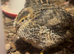 Quail Hatching Eggs