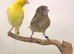 This year mixed canary&rsquo;s available