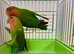 Peach Face Breeding Pair of Love Birds Peach Faced