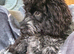 Toy Cockapoo female puppy 7 months blue roan colour