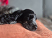 KC Registered cocker spaniel Stud