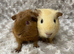 Bonded Baby Guinea Pigs