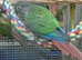 Baby Conure Parrots