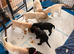 Millie&rsquo;s litter of cuties