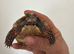 Redfoot baby tortoises